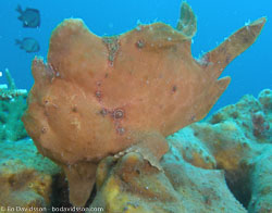 BD-080331-Lembeh-3312417-Antennarius-commerson.-(Lacepède.-1798)-[Commerson's-frogfish].jpg